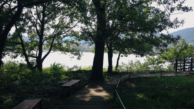 Serene riverside walkway under the shade of large trees with benches lining the path.