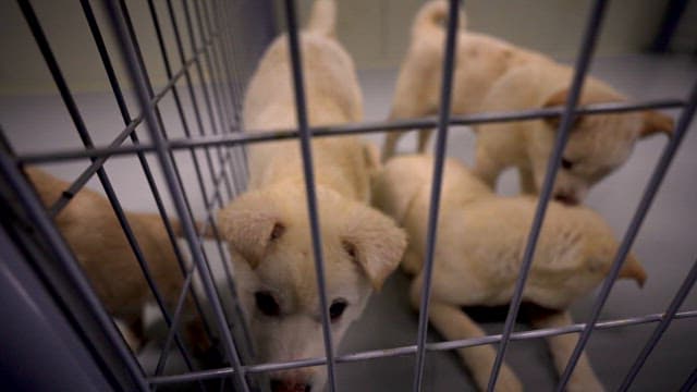 Puppies Gazing through Shelter Cage