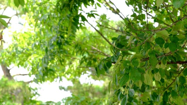 잔잔한 산들바람에 춤추는 나뭇잎들