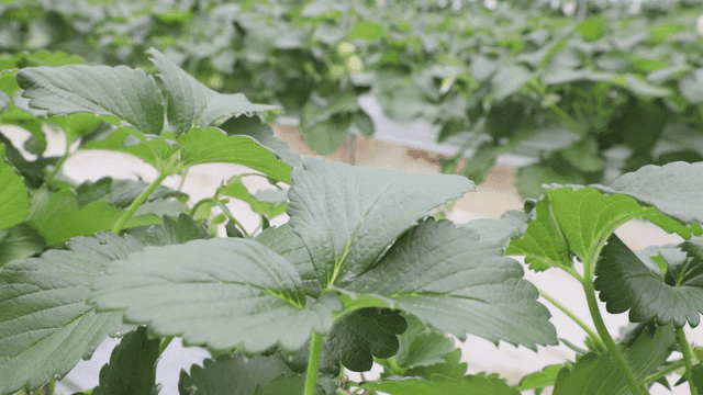 온실 속의 녹색 잎들