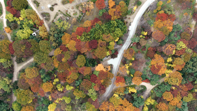 구불구불한 길이 있는 형형색색의 가을 숲