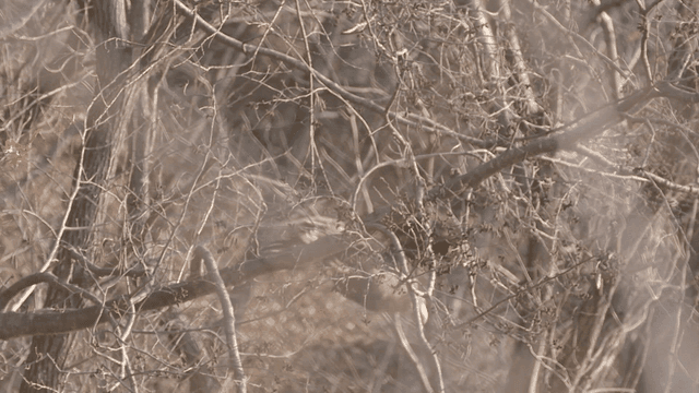 White-tailed eagle perched on a tree branch