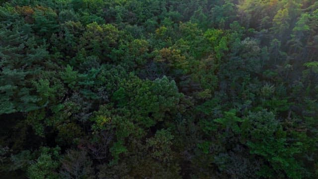 숲을 배경으로 한 고요한 해변