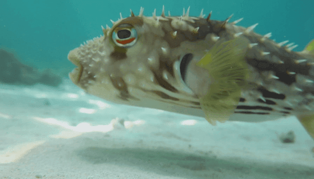 Pufferfish swimming on sandy bottom