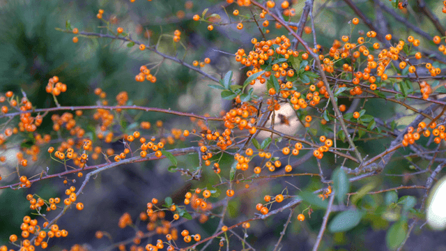 Branches with orange berries in a forest