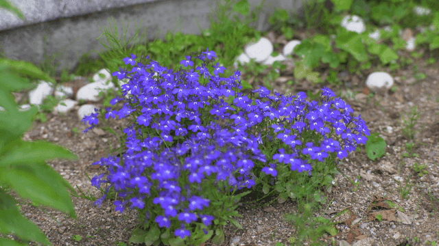 정원에서 피어나는 보라색 꽃
