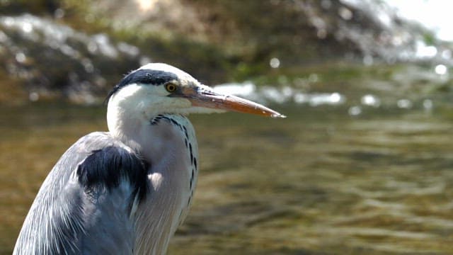 Heron standing on a sunlit riverbank and staring at one spot