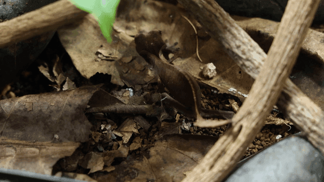 Small lizard camouflaged among fallen leaves