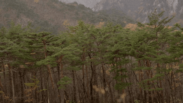 Dense forest with tall pine trees