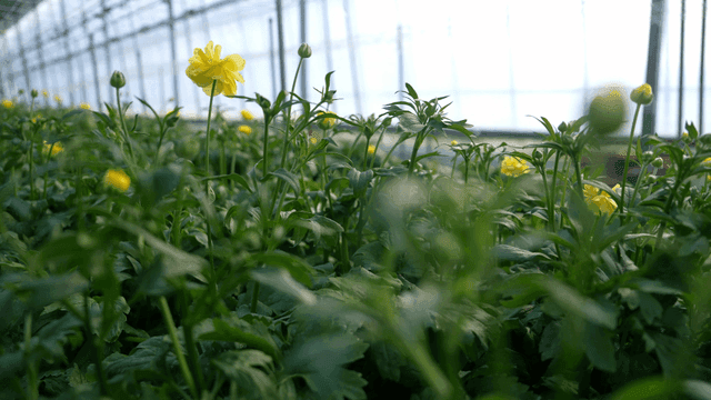 Yellow flowers blooming in a greenhouse