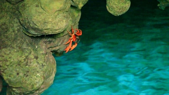 Crab around a natural blue pool in a cave