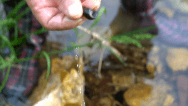 맑은 시냇물에서 다슬기를 줍는 손