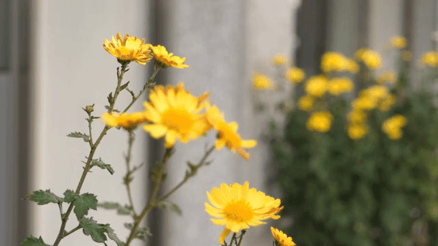건물 옆에 피어 있는 노란 꽃들