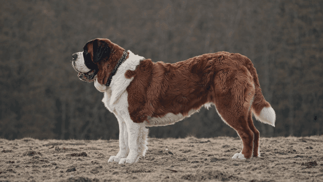 Large dog standing on grass