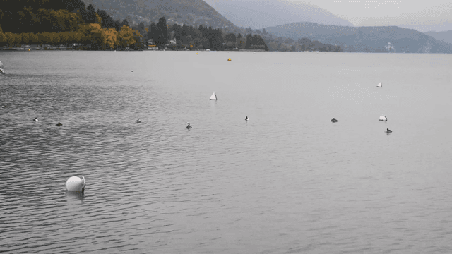 Calm lake with ducks swimming