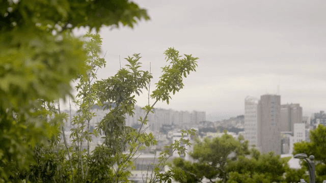 새들이 날아다니는 나무