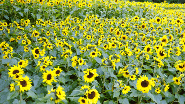 활짝 핀 해바라기 밭