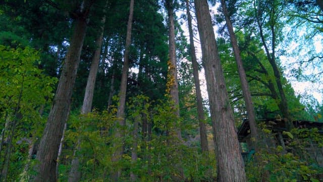 Serene Forest with Tall Trees and Blue Skies