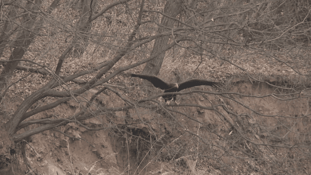 White-tailed eagle perched on a tree branch
