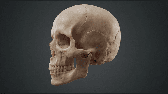 Detailed view of a human skull