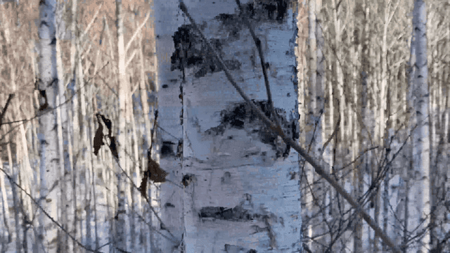 Snow-covered birch forest in winter