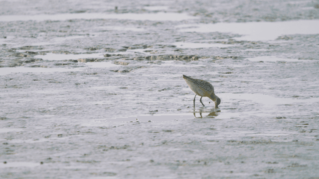 Sandpiper foraging on the tidal flat