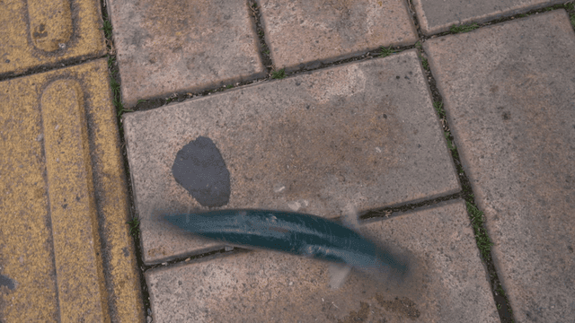 Fish flapping on wet pavement