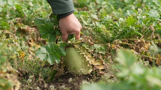 Harvesting a large radish in a green field