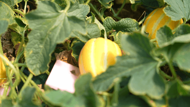 Yellow Korean melons growing among green leaves