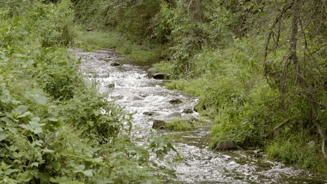 푸른 숲을 흐르는 고요한 강
