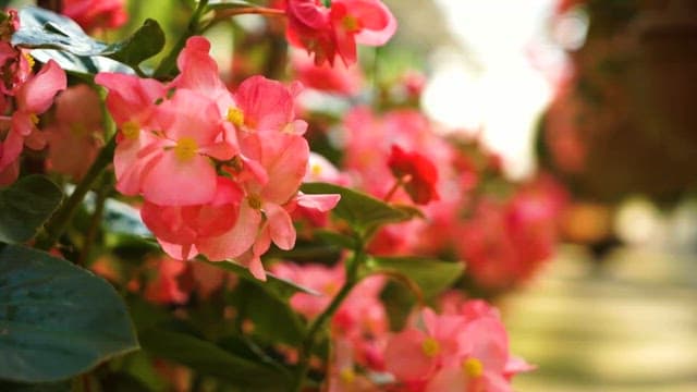 Vibrant Pink Flowers in Sunlit Garden