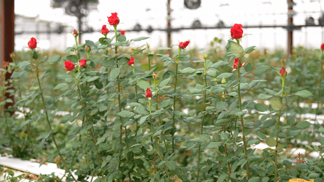Red roses blooming in a greenhouse