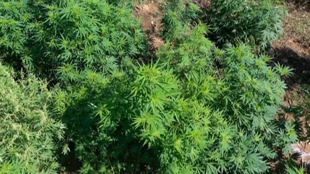 대마가 울창하게 자라는 녹색 밭