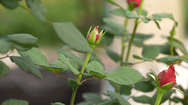 Red rose buds in garden