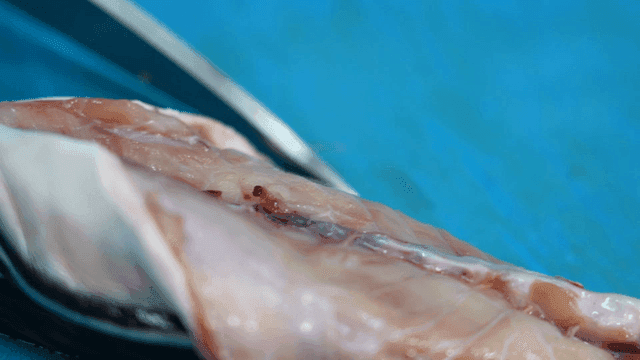 Pufferfish being prepared on cutting board