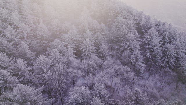 눈으로 하얗게 뒤덮인 새벽녘의 산