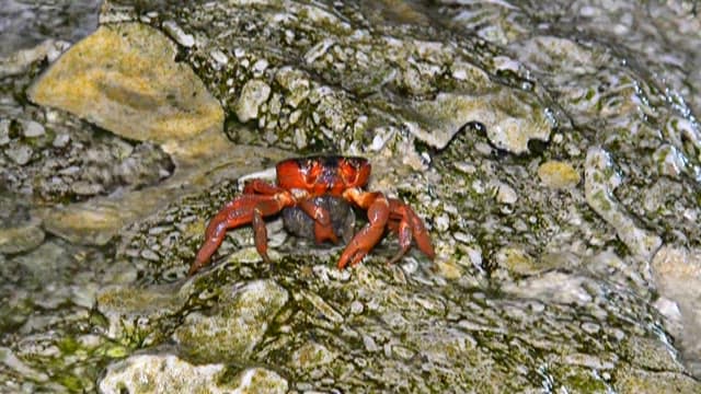 Crab on the Rocky Shore