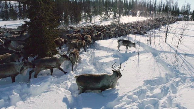 Reindeer Herd Migrating Through Snowy Landscape