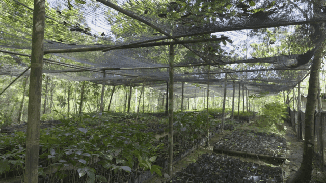 어린 식물이 자라는 온실