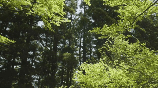 Blue forests and tall trees