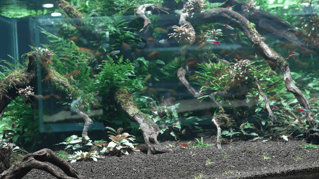 Aquarium with colorful fish.