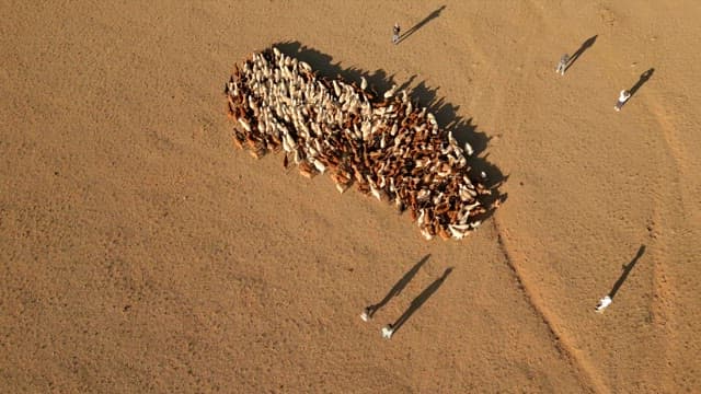 넓은 들판의 양과 염소 떼