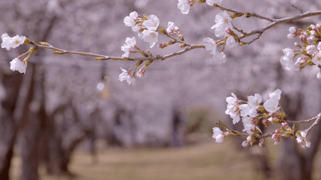 봄에 피어나는 벚꽃