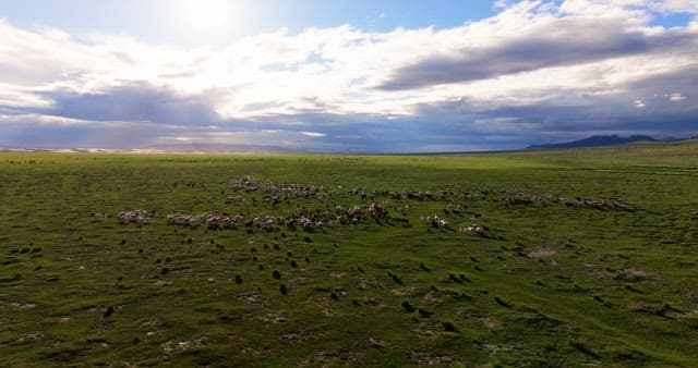 Herd of livestocks moving on a vast plain