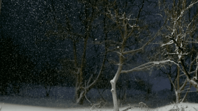 조용한 겨울 숲에 내리는 눈