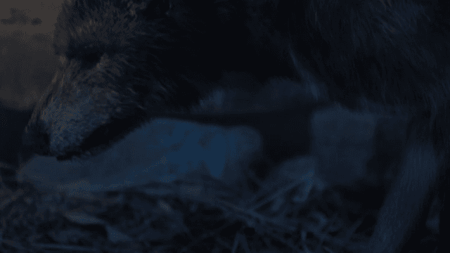 어두운 숲 속에서 냄새를 맡는 늑대