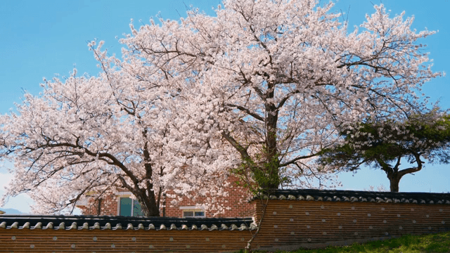 Cherry blossoms over a traditional Korean wall