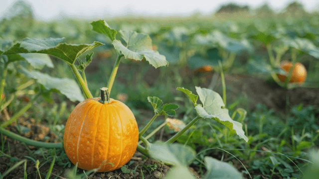 Pumpkin growing in green field.
