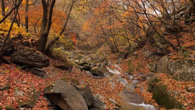 Vibrant Autumn Forest with Colorful Foliage