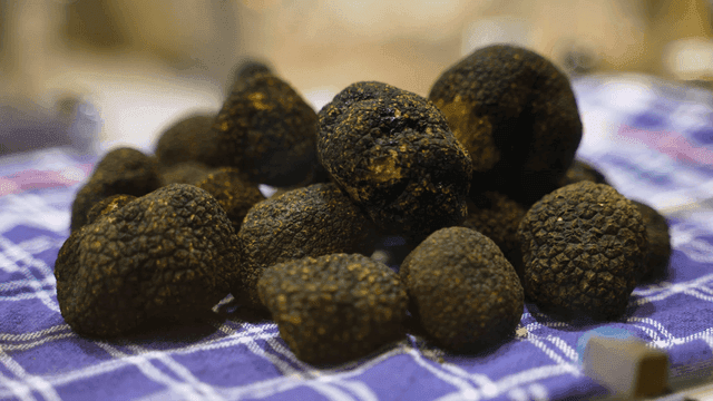 Truffles displayed on a checkered cloth